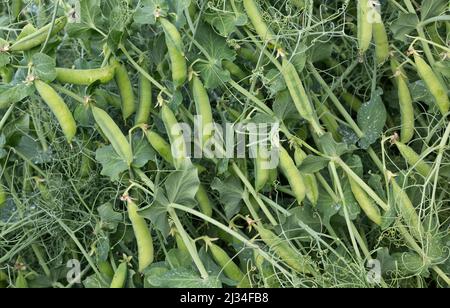 Nette gelbe Felderbsen 'Pisum sativum' reifen, Ranken, Alaska. Stockfoto