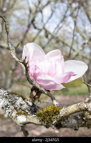 Magnolia 'Iolanthe' blüht aus nächster Nähe. Stockfoto