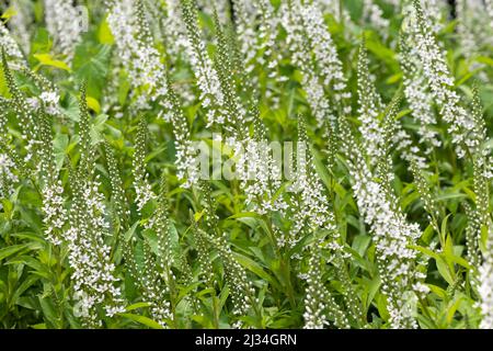 Nahaufnahme der blühenden Gänsehaut (lysimachia clethroides) Stockfoto