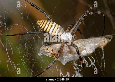 Argiopenspinne, die sich von Grashüpfer ernährt Stockfoto