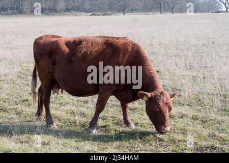 Eine Rotkuh auf einem Bauernhof in Norfolk. Stockfoto