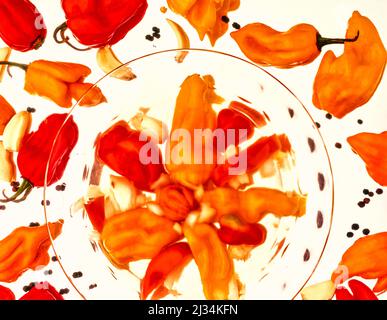 Stillleben von Bonny Paprika (Scotch Bonnet Peppers) auf weißem, durchscheinendem Hintergrund Stockfoto