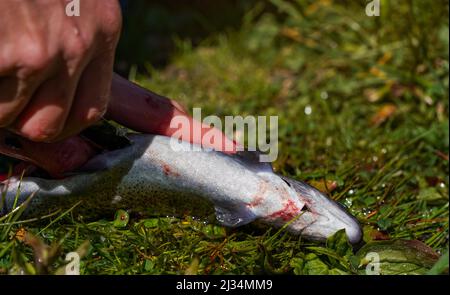 Frau, die frisch gefangenen Regenbogenforellen über grünem Gras ausstreut, Detail in der Hand mit Messerschneiden Stockfoto