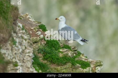 Heringmöwe im Frühling. Wissenschaftlicher Name: Larus argentatus. Die ausgewachsene Heringsmöwe thront auf einem Felsvorsprung und jagt im Schlamm am Bempton Clif Stockfoto