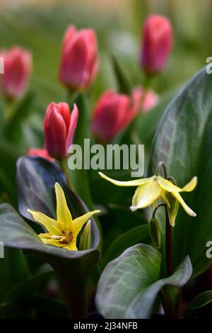 Erythronium Sonnenscheibe, Hundezahn violett, Rehlilie, Forellenlilie, Frühling, Blumen, Blume, Blüte, gelbe Blumen, Frühling, Blumen, Blume, Blüte, Melierte fo Stockfoto