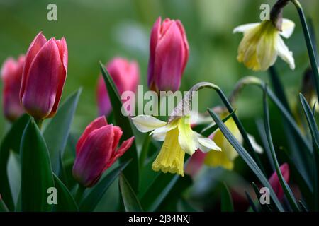 narzisse w p milner, Narzisse wp milner, Miniatur-Narzisse, Miniatur-Narzisse, Hellgelb, in cremeweiße Blüten umwandelnd, blassgelbe Blume, Tulpe Stockfoto