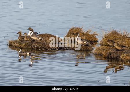 Männliche und weibliche nördliche Pintails (Anas acuta) Stockfoto