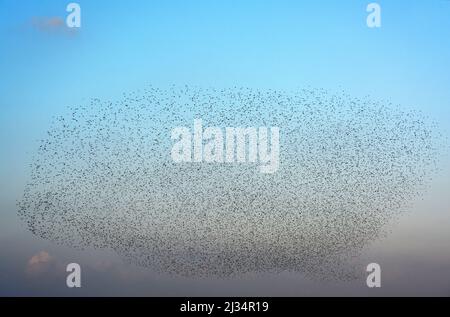 Starling Riesenschar fliegt - Abendflug Stockfoto