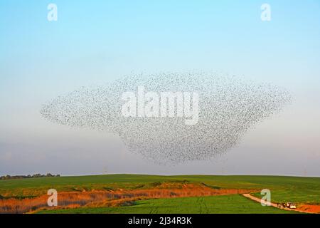 Starling Riesenschar fliegt - Abendflug Stockfoto