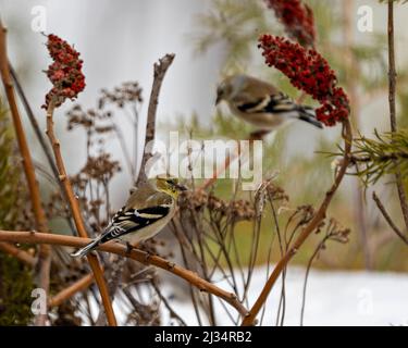 American Goldfinch Nahaufnahme Profil, thront auf einem Hirschhornzweig mit unscharfen Hintergrund in seiner Umgebung und Lebensraum Umgebung. Finch-Bild Stockfoto