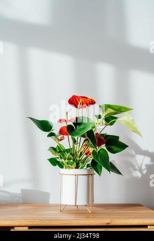 Hauspflanze rotes Anthurium in modernem weißen Blumentopf auf einer Holzkonsole unter Sonnenlicht und Schatten auf einer weißgrauen Wand. Biophilie in Minimalist Scan Stockfoto