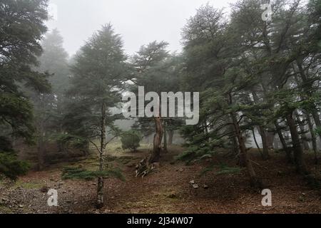 Geheimnisvoller Zedernholz-Wald auf dem Weg nach Babadag Fethiye Türkei. Stockfoto