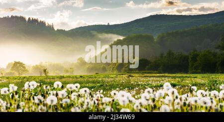 Ländliche Landschaft im Frühling. Flauschige Waldelonen auf dem Feld bei nebligen Sonnenaufgängen. Bewaldete Hügel im Morgenlicht unter einem bewölkten Himmel Stockfoto