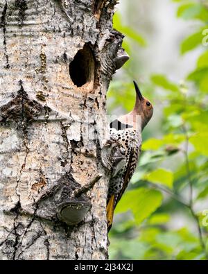 Nördlicher Flicker-Vogel aus der Nähe der Nisthöhle, in seiner Umgebung und Umgebung während der Vogelsaison Paarung auf dem Baum kriechen Stockfoto