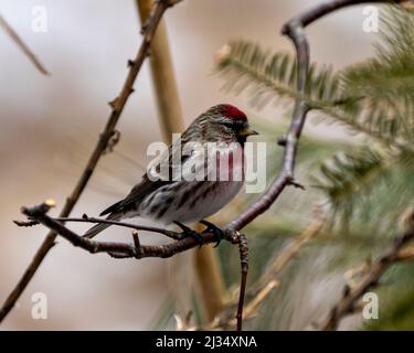 Rotabstimmungen in Nahaufnahme, die auf einem Zweig mit unscharfem Hintergrund in seiner Umgebung und Umgebung liegen. Stockfoto