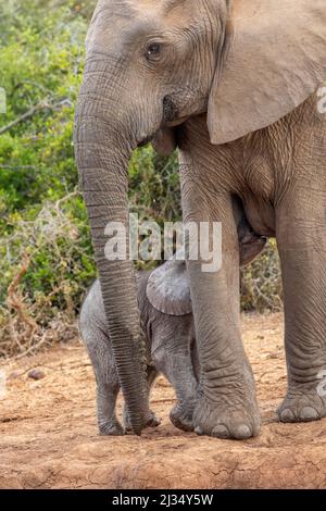 Niedliches Elefantenkalb, Addo Elephant National Park Stockfoto