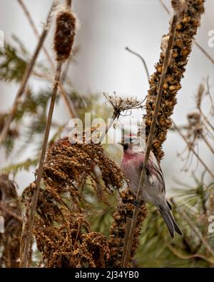 Rotabbildung Nahaufnahme Profil, thront auf einem Laub und Rohrkrüge mit unscharfen Hintergrund in seiner Umgebung und Lebensraum Umgebung. Finch Photo. Stockfoto