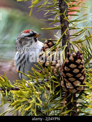 Rotabstimmungen in Nahaufnahme, die auf einem Kiefernzweig mit Kiefernzapfen thronen und den Hintergrund in seiner Umgebung und Umgebung verwischen. Stockfoto