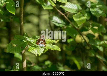 Weißer Admiral (Limenitis camilla) Schmetterling, der auf einem Blatt eines Baumes ruht Stockfoto