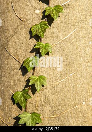 Junge hedera Zweige klettern am Baumstamm Stockfoto
