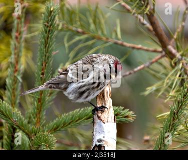 Rotabstimmungen in Nahaufnahme, die auf einem Birkenzweig mit unscharfem Hintergrund in seiner Umgebung und Umgebung thronen. Finch Foto und Bild. Stockfoto