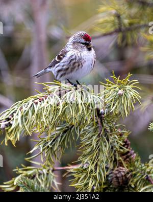 Rotabstimmungen in Nahaufnahme, auf einem Nadelzweig mit unscharfem Waldhintergrund in seiner Umgebung und Umgebung. Finch Photo. Stockfoto