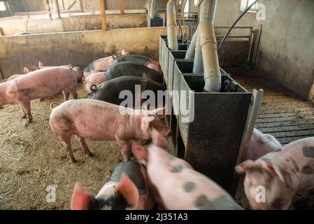 Schweine auf biologischer Farm in Gelderland, Holland Stockfoto