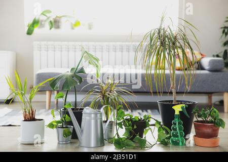 Vergossene eipremnum, ficus robusta, dracaena marginata, chamaedorea, monstera, Grauer Hintergrund. Sammlung verschiedener tropischer Grünpflanzen, verschiedener Töpfe. Home Gartenarbeit, Hobby, Shop Showroom Konzept Stockfoto