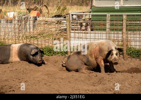 Schweine auf biologischer Farm in Gelderland, Holland Stockfoto