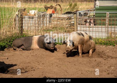 Schweine auf biologischer Farm in Gelderland, Holland Stockfoto