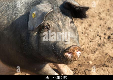 Schweine auf biologischer Farm in Gelderland, Holland Stockfoto