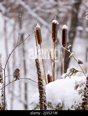 Red Poll Finch in der Wintersaison thront mit einem unscharfen Hintergrund in seiner Umgebung und Umgebung. Stockfoto