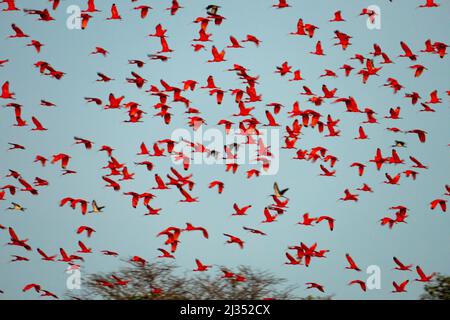 Scharlachrote Ibis-Herde. Der Schlafsaal der Vögel. Eine kleine Insel mitten im Parnaiba-Delta, auf der Tausende von roten Vögeln leben. Stockfoto