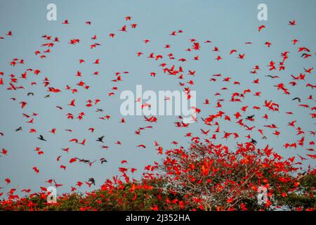 Scharlachrote Ibis-Herde. Der Schlafsaal der Vögel. Eine kleine Insel mitten im Parnaiba-Delta, auf der Tausende von roten Vögeln leben. Stockfoto