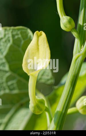 Europäische Mutterkraut / Holländerpfeife (Aristolochia clematitis) blühend, Merthyr Mawr Warren NNR, Glamorgan, Wales, Großbritannien, Mai. Stockfoto