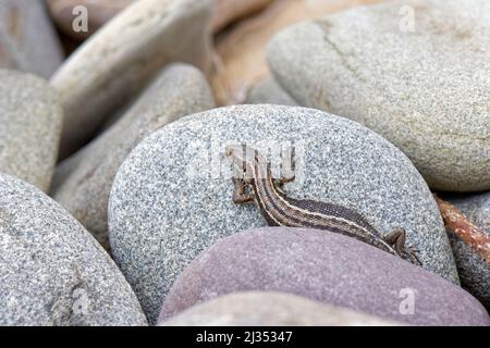 Eidechse (Zootoca vivipara), die auf einem Felsbrocken am oberen Ufer eines Sandstrandes sonnen, Kenfig NNR, Glamorgan, Wales, Vereinigtes Königreich, Mai. Stockfoto