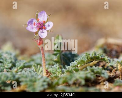 Storchschnabel (Erodium cicutarium) blüht im Frühjahr auf Küstensanddünen, Merthyr Mawr Warren NNR, Glamorgan, Wales, Großbritannien, April. Stockfoto