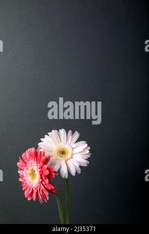 Zwei Gerberas (Gänseblümchen). Zwei farbenfrohe Blüten der Gerbera Daisy. Stockfoto
