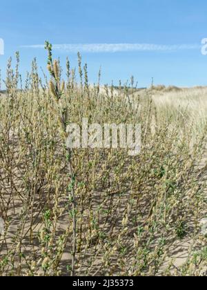 Schleichende Weide (Salix repens) dichter Blütenstand auf Küstensanddünen, Merthyr Mawr Warren NNR, Glamorgan, Wales, Großbritannien, April. Stockfoto