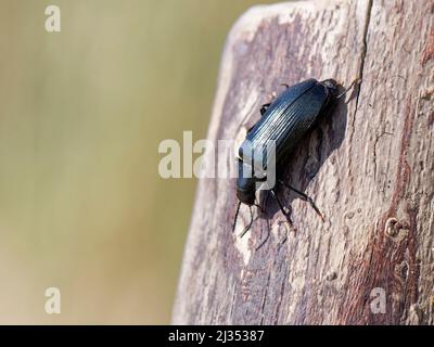 Falschkäfer (Melandrya caraboides) eine seltene Art in Großbritannien, auf Treibholz in Küstensanddünen, Merthyr Mawr Warren NNR, Glamorgan, Wales Stockfoto