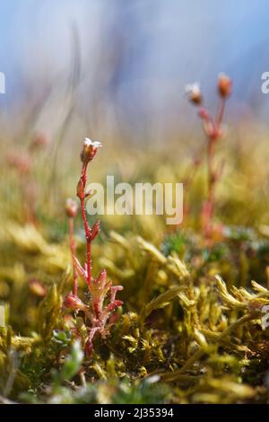 Der rautenblättrige Saxifraga (Saxifraga tridactylites) blüht auf Küstensanddünen, Merthyr Mawr Warren NNR, Glamorgan, Wales, Großbritannien, April. Stockfoto