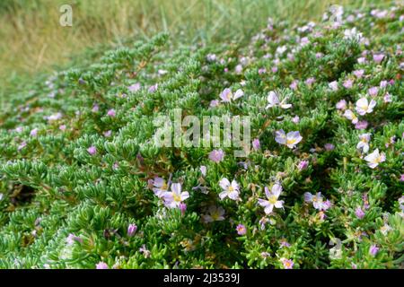 Der Teppich der Seeheide (Frankenia laevis) blüht am oberen Ufer des tidgetischen Ogmore River, Merthyr Mawr NNR, Glamorgan, Wales, Vereinigtes Königreich, Juli. Stockfoto