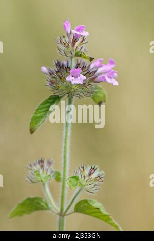 Wild Basil (Clinopodium vulgare) blüht auf Sanddünen, Merthyr Mawr Warren NNR, Glamorgan, Wales, Großbritannien, Juli. Stockfoto