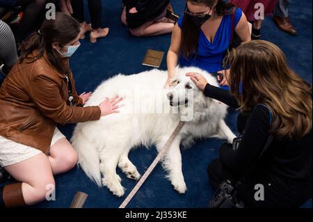 Washington, DC, USA. 5. April 2022. 5. April 2022 - Washington, DC, USA: Mitarbeiter der Capitol Streichelhunde. (Bild: © Michael Brochstein/ZUMA Press Wire) Stockfoto