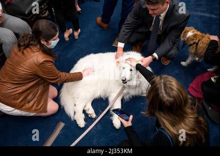 Washington, DC, USA. 5. April 2022. 5. April 2022 - Washington, DC, USA: Mitarbeiter der Capitol Streichelhunde. (Bild: © Michael Brochstein/ZUMA Press Wire) Stockfoto