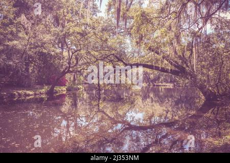Weich getönte Vintage-Look Outdoor-Frühlingslandschaft Stockfoto