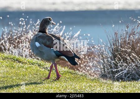 Ägyptische Gans, die an einem Teich entlang läuft Stockfoto