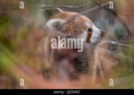 Ein roter Panda, der auf einem Ast ruht, teilweise versteckt von Gliedmaßen und Blättern Stockfoto