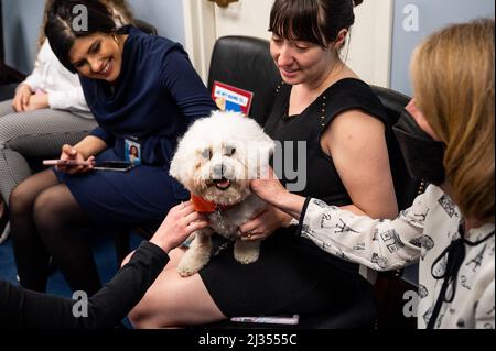 Washington, Usa. 05. April 2022. Die Mitarbeiter im Capitol sahen einen Therapiehund streicheln. Kredit: SOPA Images Limited/Alamy Live Nachrichten Stockfoto