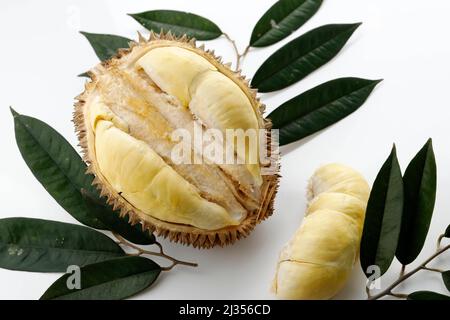 Durian Monthong König der Früchte aus Thailand, auf weißem Hintergrund. Dekoriert mit Blattgold Stockfoto